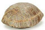 Colorful Inflated Fossil Tortoise (Stylemys) - South Dakota #373008-3
